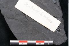 Foto (Detailansicht) von Plantae indet.  (NHMW-GEO-2024-0188-10265)